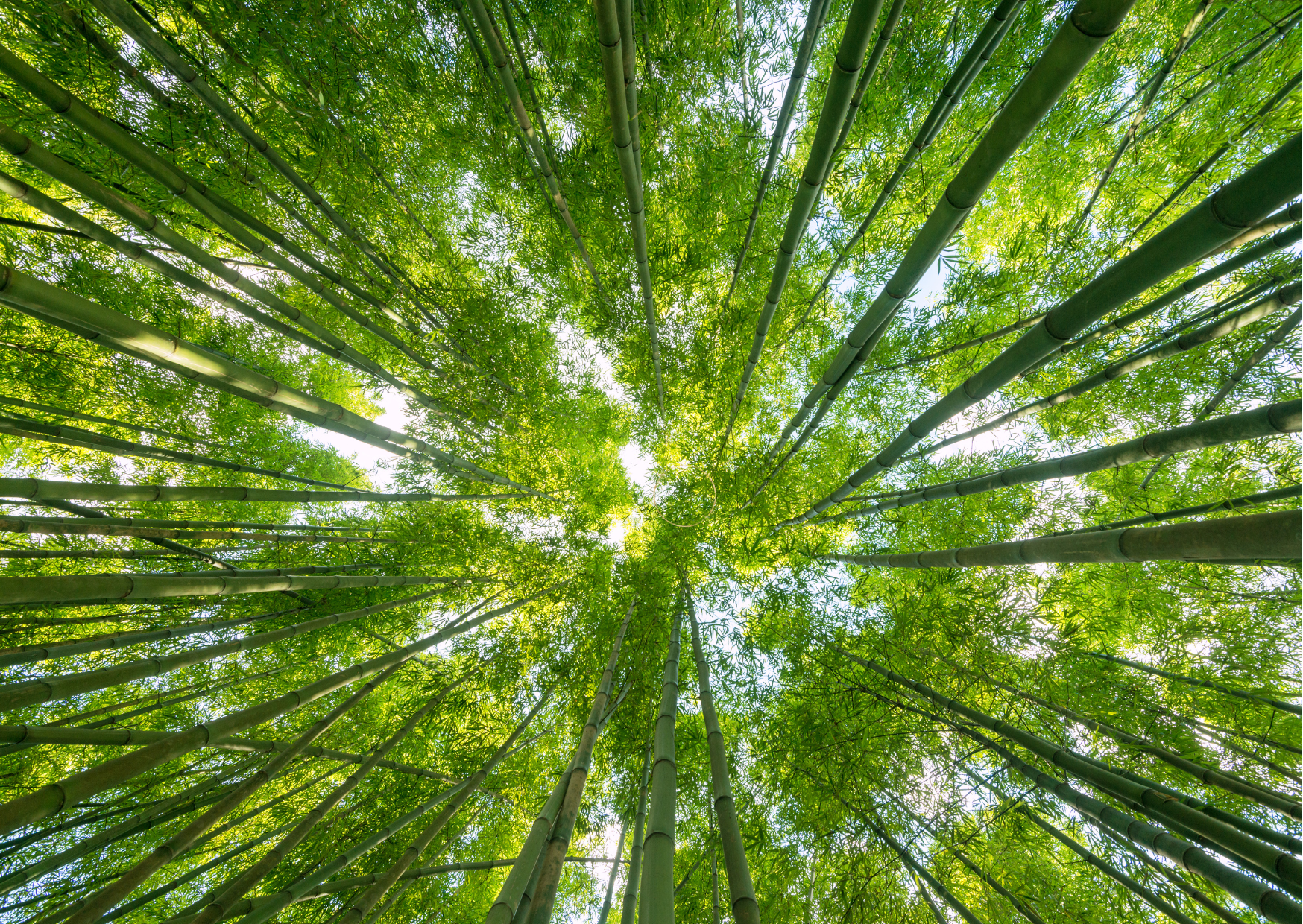 Mehr über den Artikel erfahren YOGA IM KREIS DER JAHRESFESTE – IM EINKLANG MIT DEN RHYTMEN DER NATUR